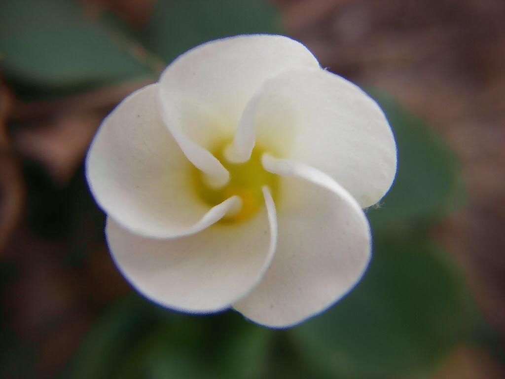 flower2bot's tweet photo. オキザリス
1月16日の誕生花
花言葉:ひたむきな愛
https://t.co/akUVoXKgYu https://t.co/R1CvE3lS3f