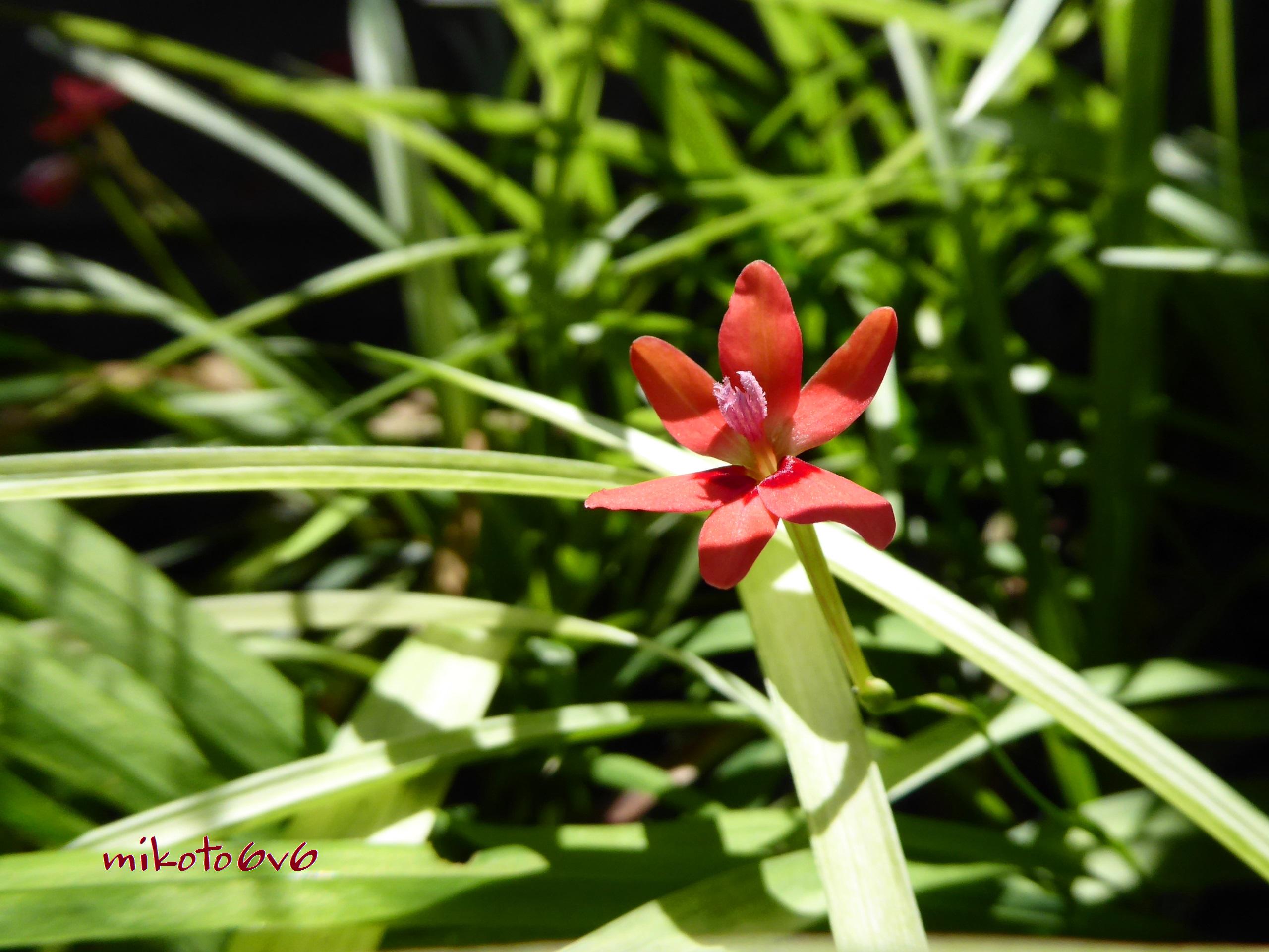 Falsefreesia Twitter Search Twitter