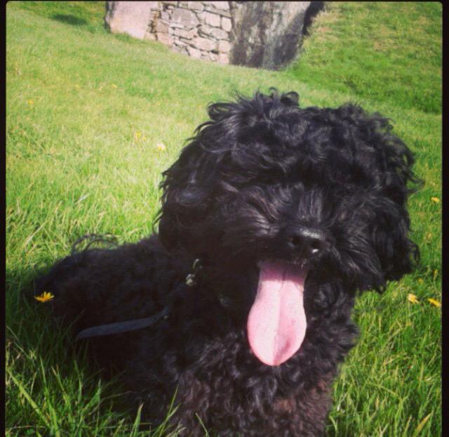 DempseyIsabella's tweet image. How someone has the heart the steal such a loved family member, I will never know. Please Help find Finn xx