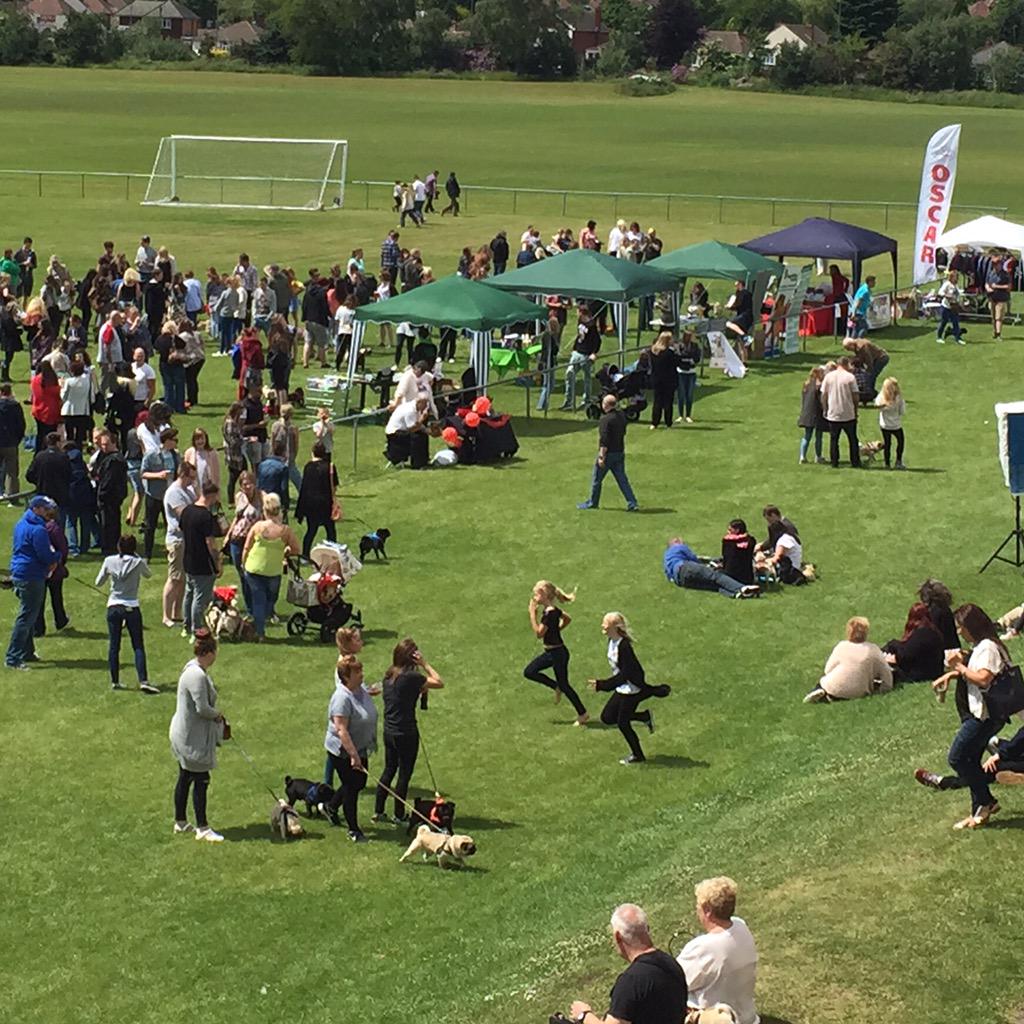 OMG!!! Look at all these #pugs @ #pugfest Birmingham!! Who else is here?? ❤️