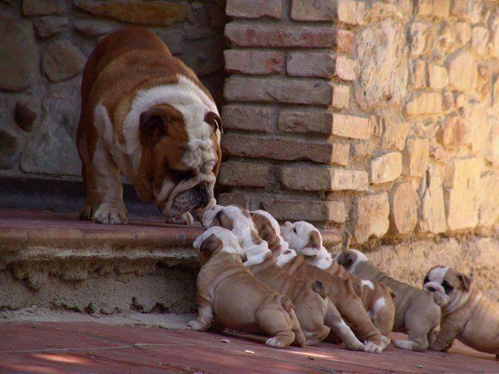 petpoint_ok's tweet image. #FelizDiaPapa