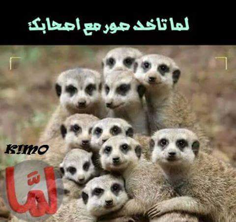 MennaMostafa199's tweet photo. وبذات لو كانو بنات http://t.co/eFatdSDLk1