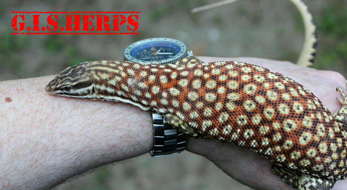 thomasjeaster's tweet photo. Oscar the red ackie #gisherps #redackie #monitors #lizard #dwarfmonitor #varanus #ackiemonitor #odatria http://t.co/OQYp82ByhP