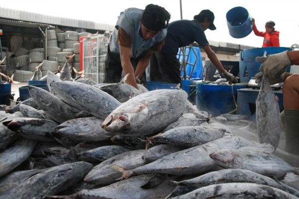 Bisniscom's tweet photo. Moratorium Izin, Ocean Mitramas Jual 2 Kapal Ikannya http://t.co/i2wPBaWoiJ http://t.co/DMfw2GhikK