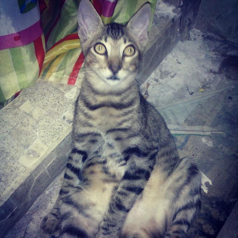 corrine_jimenez's tweet photo. Mii Gato Se Parece Ha @patrickC7pa *~*$$ Jajajajaj Yess* Y Adivina Como Le Puse?? :V #PatrickAlexis*_* @Calle7Panama http://t.co/uBAvc80zJ5