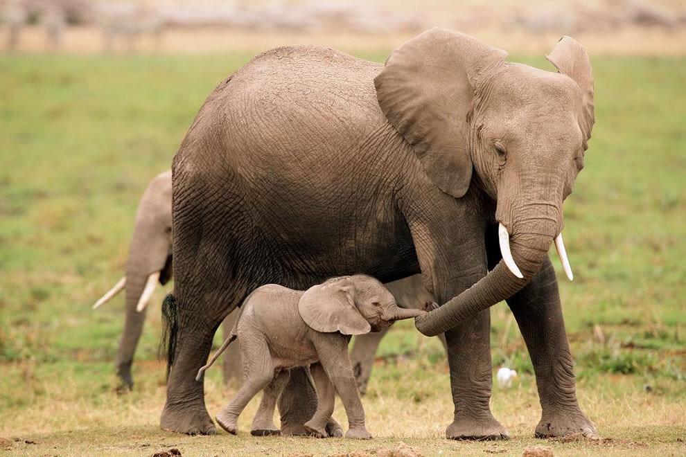 simply elephants on twitter happy father s day to all different