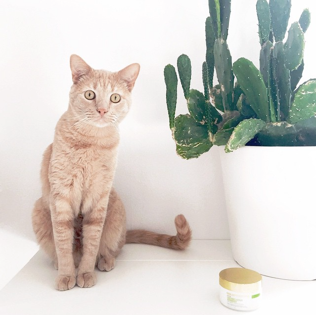 GoldfadenMD's tweet photo. Happy #FathersDay to the @yummertime boys. And yes, being "cat-dads" totally counts! #GroomingEssentials #RubyCrystal http://t.co/wWBaZ7jqKU