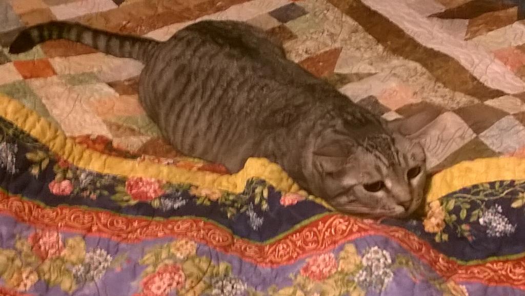KeenElle's tweet photo. When their eyes go black... Look out! #CatsHunting http://t.co/ySyphQFIym