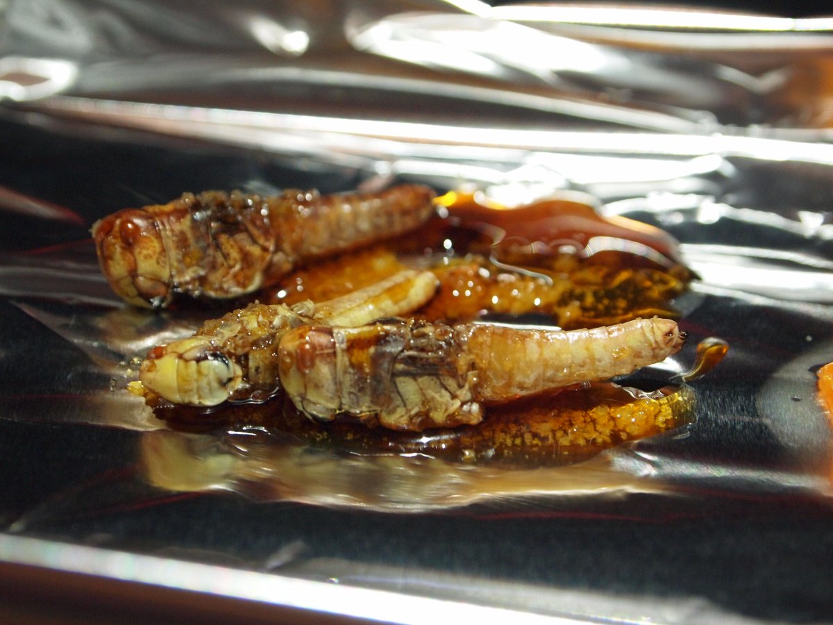 bugbitesuk's tweet image. YUMMY! New #grasshopper #recipe on bugbitesuk.wordpress.com Honey Soy Grasshoppers #ieatinsects #entomophagy