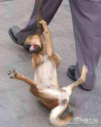 ViKu1111's tweet photo. #StopYuLin2015 This IS NOT about EATING dogs, this about PSYCHOPATHS &amp; SADISTS satisfying their DEMONIACAL CRUELTY. http://t.co/rSFwJVR86A