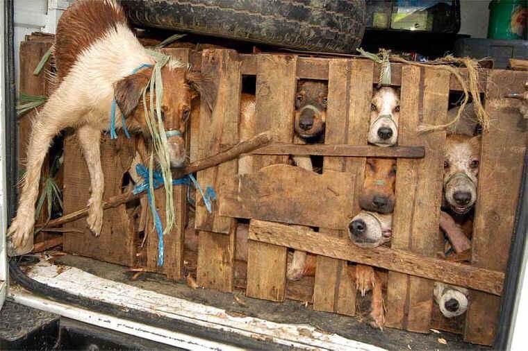 ViKu1111's tweet photo. #StopYuLin2015 This IS NOT about EATING dogs, this about PSYCHOPATHS &amp; SADISTS satisfying their DEMONIACAL CRUELTY. http://t.co/rSFwJVR86A
