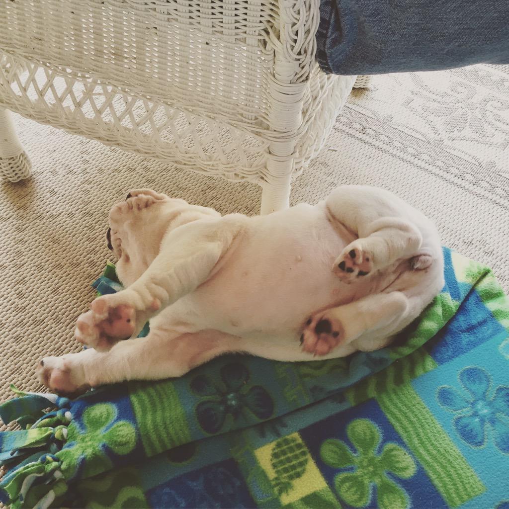 ahhnalin's tweet photo. Sleeping bulldog baby.  Sooo precious #babyedith http://t.co/ol0mvuoT3L