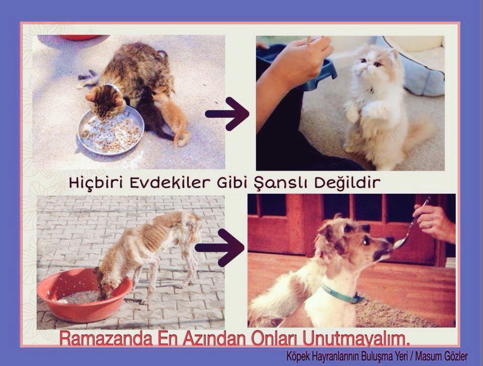 VolimteMacke's tweet photo. iftarda artan yemeklerimizi Sokaklarda yaşamaya Çalişan Canlarimizla paylaşalim♥ ALLAH KABUL ETSİN http://t.co/RSDErytrZJ