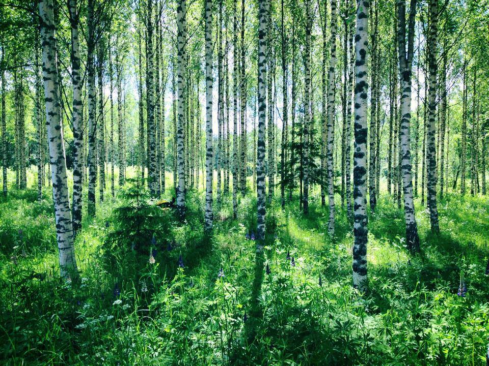 NinaAlivirta's tweet photo. Kyllähän se ihan kauhee se juhannussää oli mut toi koivikko oli onneks ihan kiva. #kiva #kauhee #sää #suomi http://t.co/VJF4LgxAEh