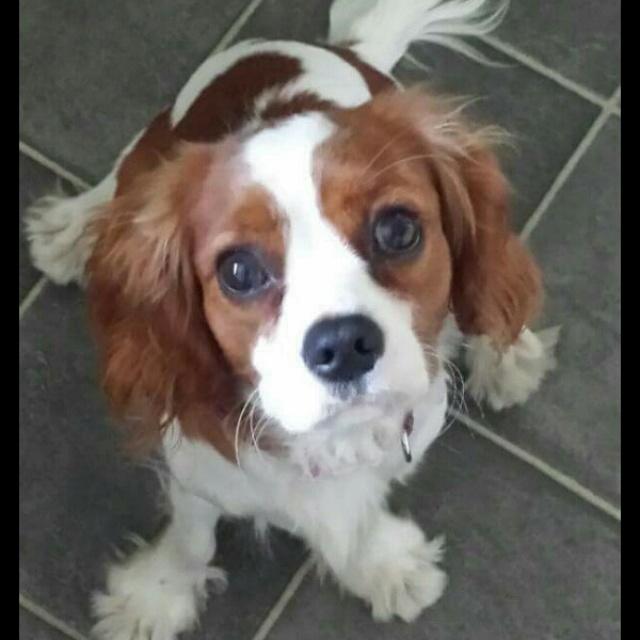 Jake cooper tweet media