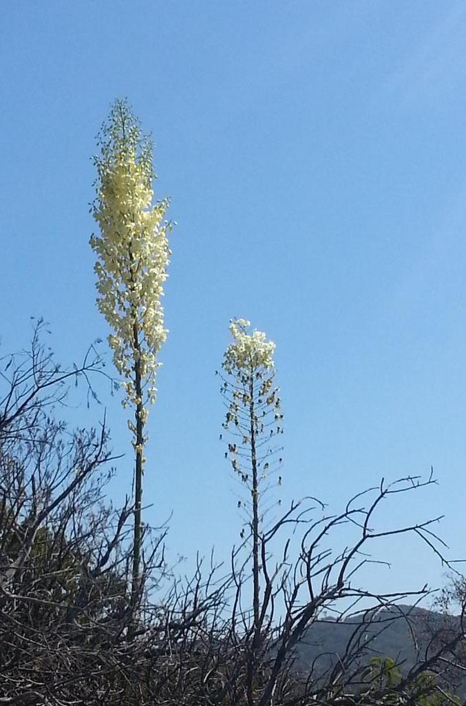griz1's tweet image. #Wildflowers &amp;amp; #SkullRock @SantaMonicaMtns #Topanga @CAStateParks @LRichardson6 @thefluffa @GizaAlex