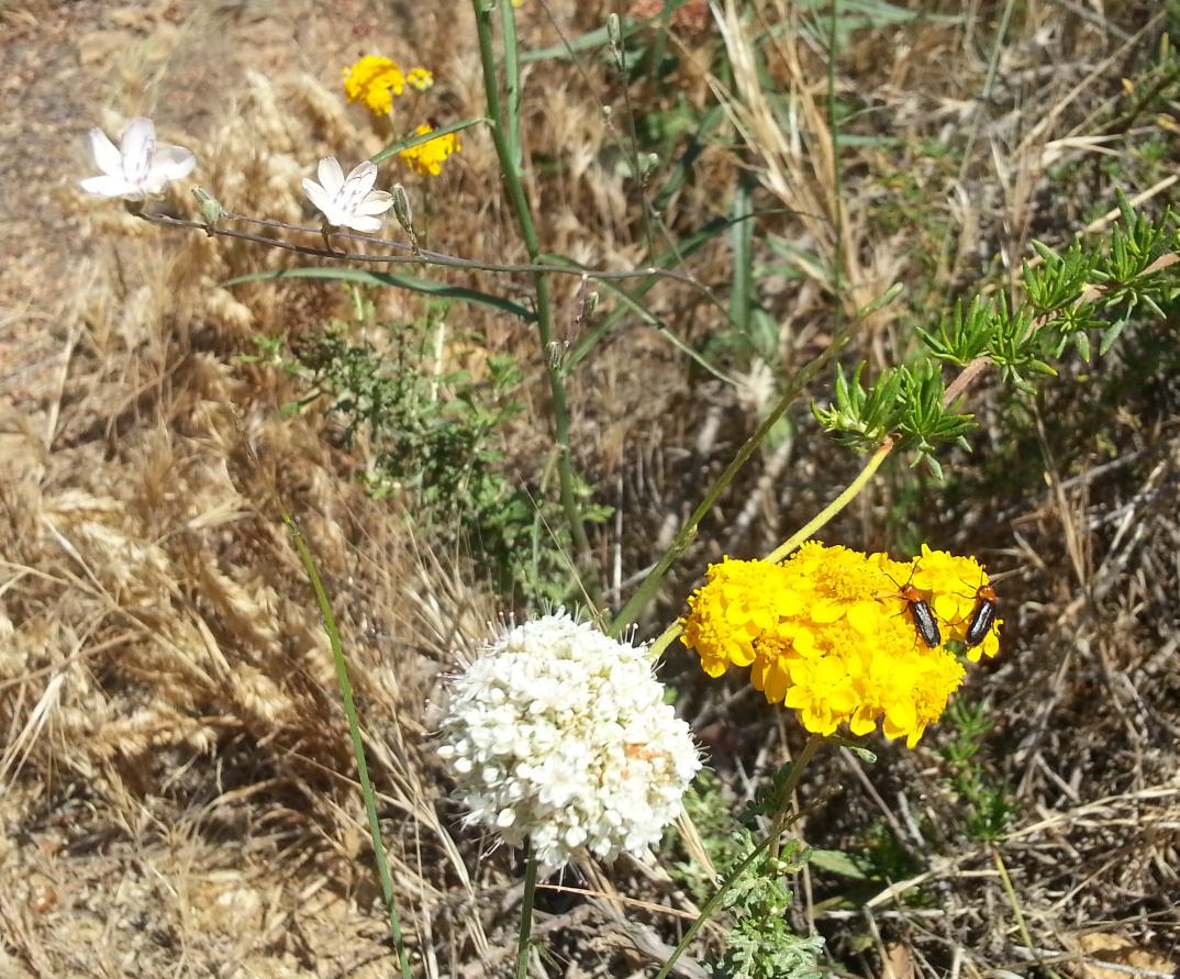 griz1's tweet image. #Wildflowers &amp;amp; #SkullRock @SantaMonicaMtns #Topanga @CAStateParks @LRichardson6 @thefluffa @GizaAlex