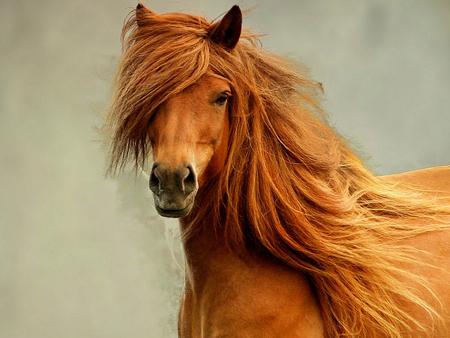 copet2020's tweet image. beautiful horse