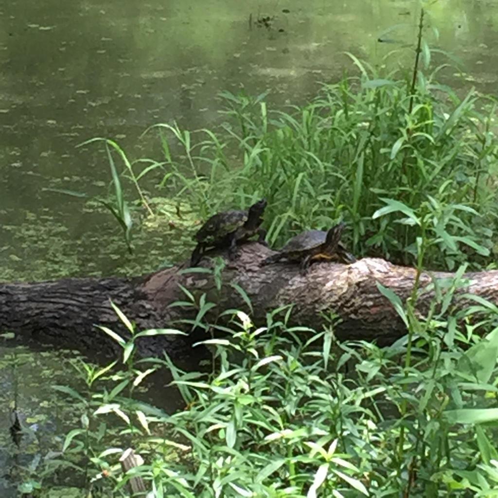 hunter_collyn's tweet image. Posing turtles lol!!!