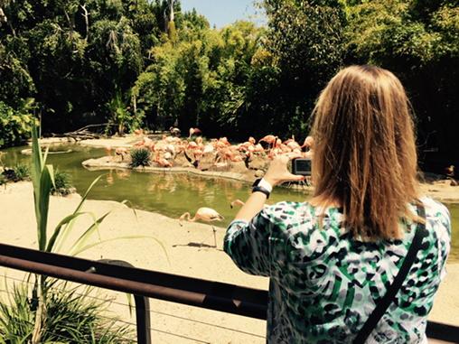 coachklaahsen's tweet photo. If you know my wife, you know she is in heaven at the San Diego zoo!  #shelovesflamingos http://t.co/E7YW67AeTi