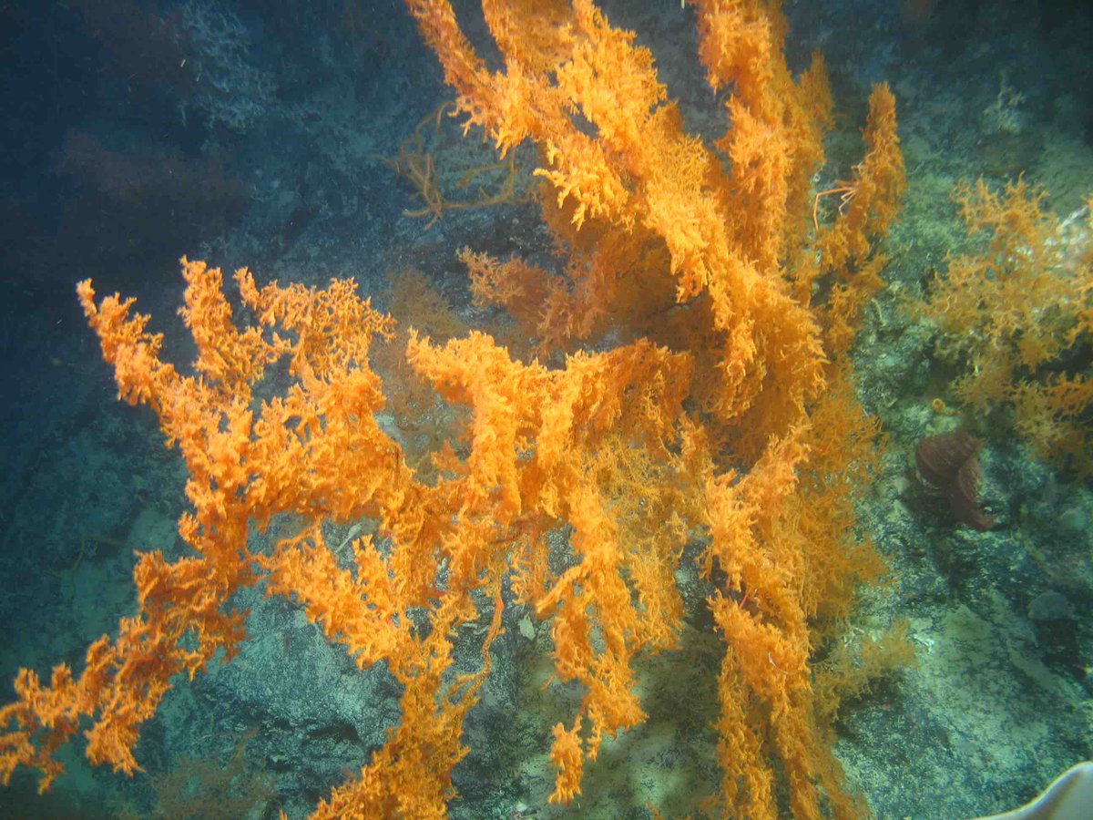 saltydogdrifter's tweet photo. Porcupine Bank canyon at 800m depth full of amazing #blackcorals #Leiopathes  #RVCelticExplorer #ROVHolland #QuERCI http://t.co/6nWxaAT5u4