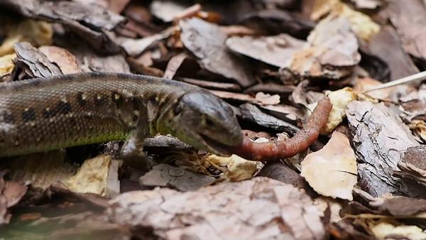 aliencoder's tweet image. Patience pays off cyberphoto.wordpress.com/2015/06/21/pat…