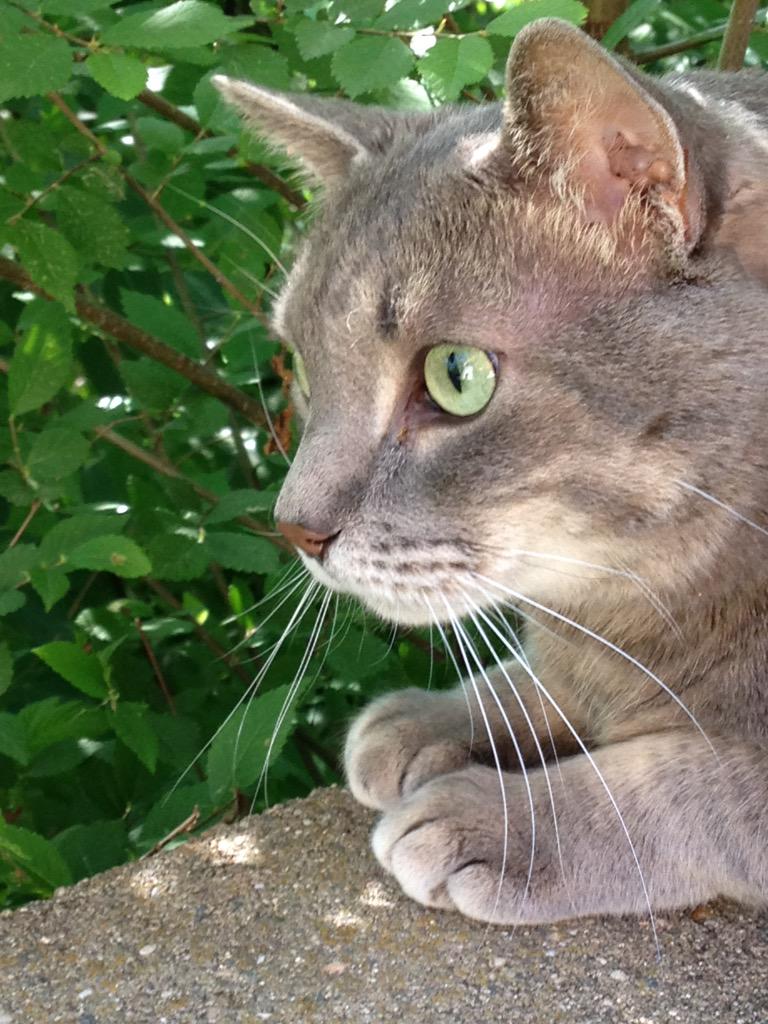ItsMeDeaner's tweet photo. #Chiphunt http://t.co/krHZGDXn3a