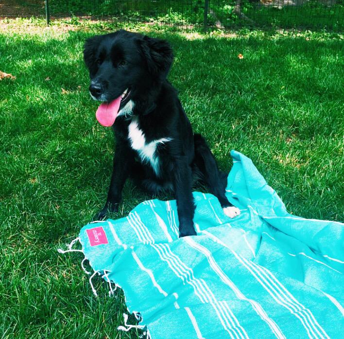 KatVesce's tweet photo. Central Park loungin' @Dstillery #makeamarkcontest http://t.co/6altSuaxP6
