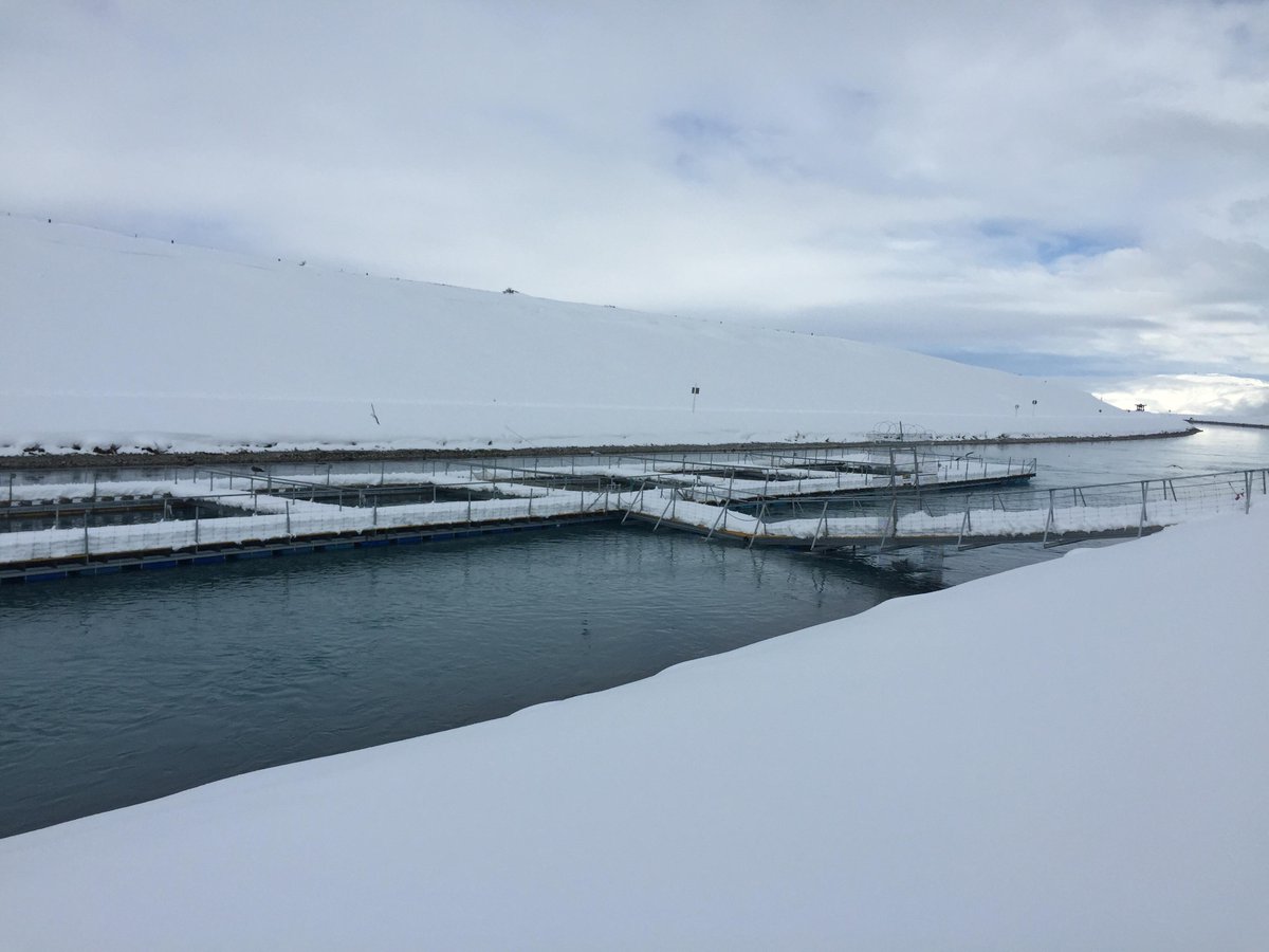 Thankfully our fish love being #cold - not so great for our workers out there today! #alpinesalmon #mtcook