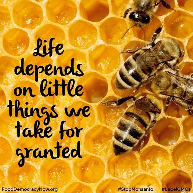 skidge12's tweet photo. #savethebees http://t.co/4hdPmBtwX8