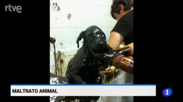 telediario_tve's tweet photo. .@guardiacivil busca a la persona o personas que tiraron a estos 3 cachorros a una balsa de alquitrán en Cartagena http://t.co/nRR6CK4i0a
