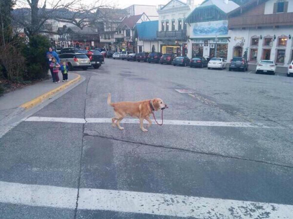 CauseWereGuys's tweet photo. A strong independent dog who don't need no man http://t.co/vRwJ3Cvp9g