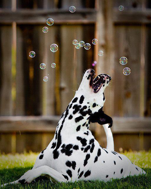 PetsLmx's tweet photo. Los perros tienen una increíble manera de convertir los placeres simples en en experiencias extraordinarias. http://t.co/HGSM09LPAB