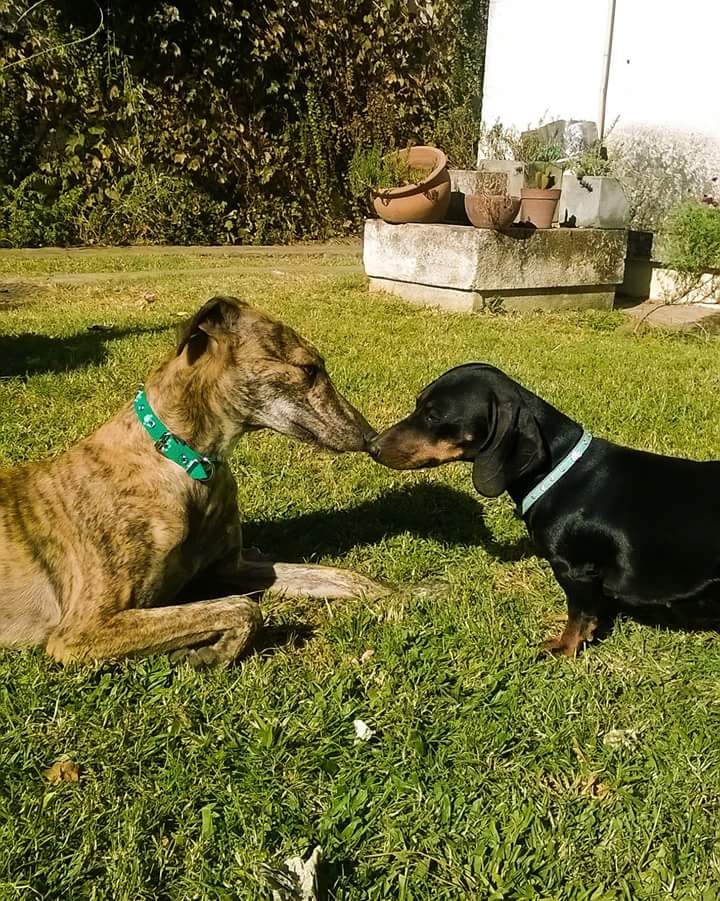 IneditadaS's tweet image. ¡#Hoy se realizó en #Rosario el #EncuentroDeGalgosLibres! Mirá: facebook.com/events/1150940… #AdoptáNoCompres