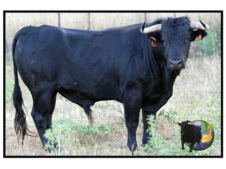DescontrolBudia's tweet photo. Ya tenemos los toros para el encierro por las calles en Budia este sábado 27, a las 18:30. http://t.co/87A25TpkNK