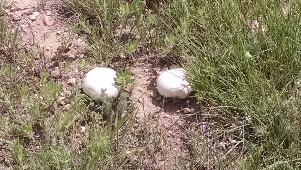 Tek_Roo's tweet image. Prairie Poofball Shrooms. #IMadeThatUp