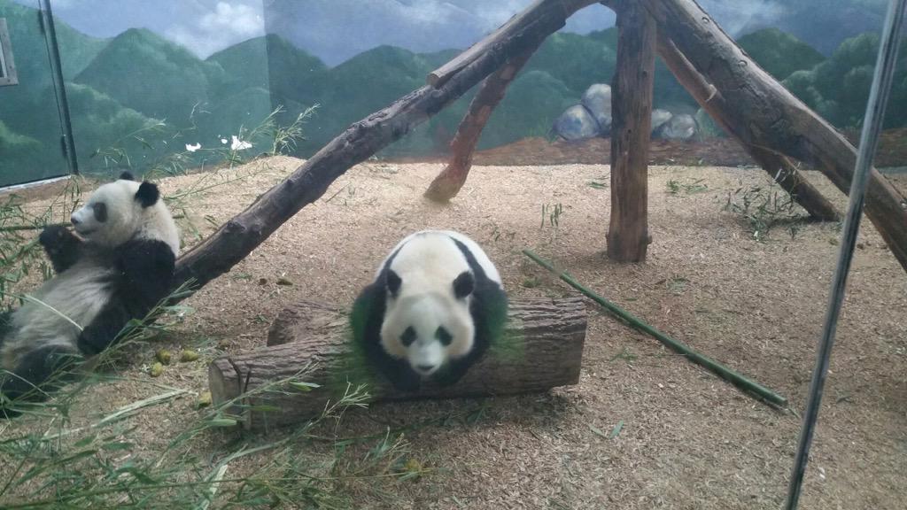 jennn_lo's tweet photo. my sister send me these cute pandas from the Alt zoo :))) she knows me so well! #gemmie 🐼😍 http://t.co/IVpT1OFgJU