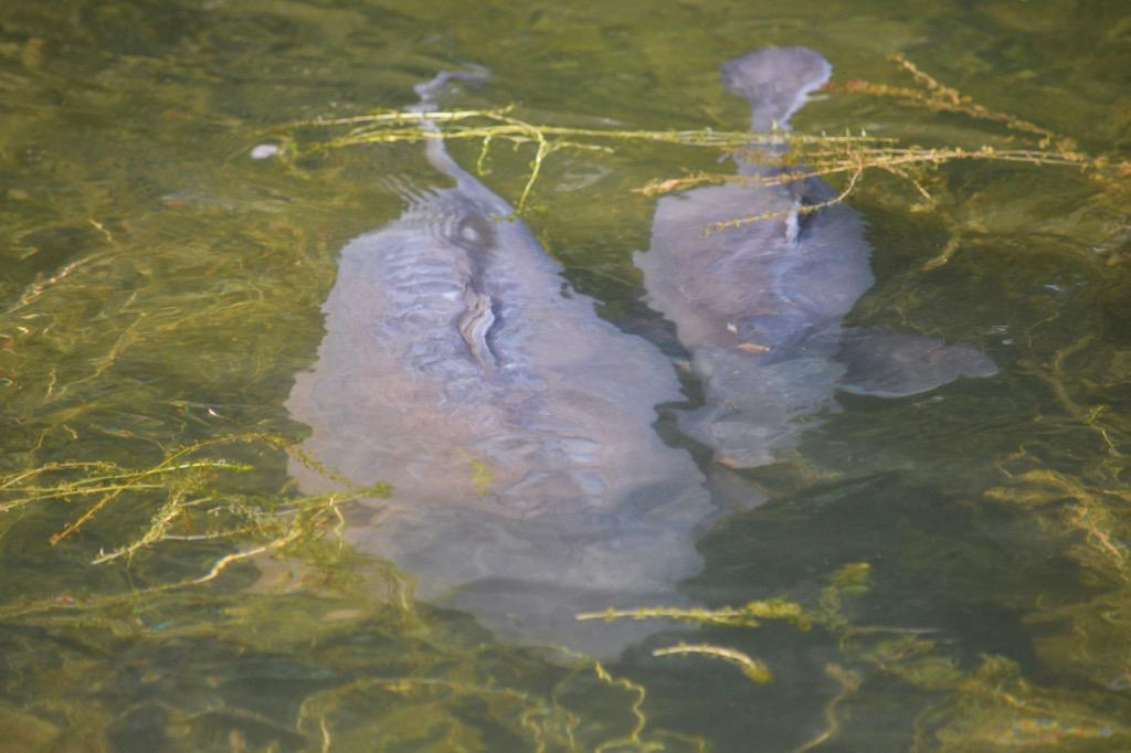 CollectFishing's tweet image. Rk Leisure, what an amazing place