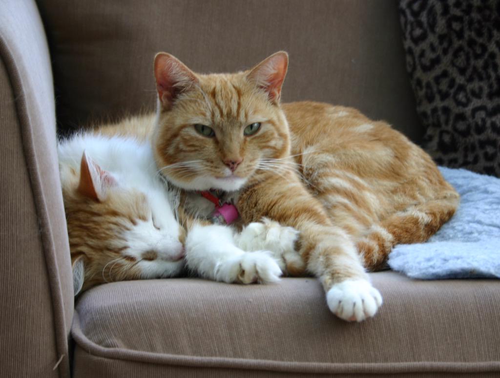 JackyBauer24's tweet photo. @RSPCA_official #PetParentKit rescue moggies Scooby and brother Shaggy settled in just a few days after being adopted http://t.co/WhHlg4pjkO