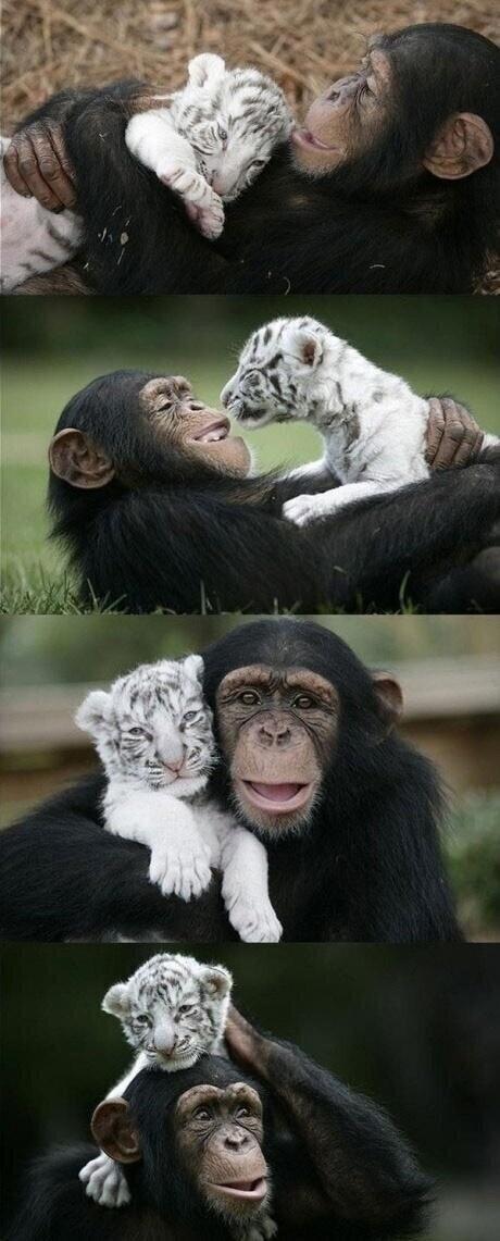 _Paisajes_'s tweet photo. Cuanto más conozco a las personas, más amo a los animales.. http://t.co/qpBgis5syE