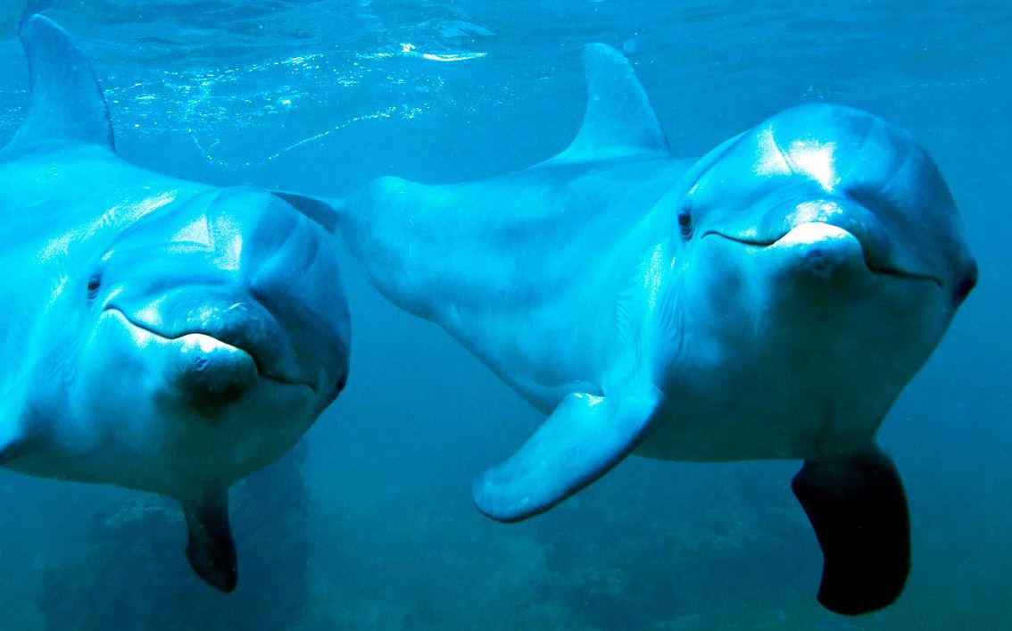 cashkee's tweet image. Nismo jih pofarbal, takšni so #modri o znotraj tudi 
#BIGSMILE