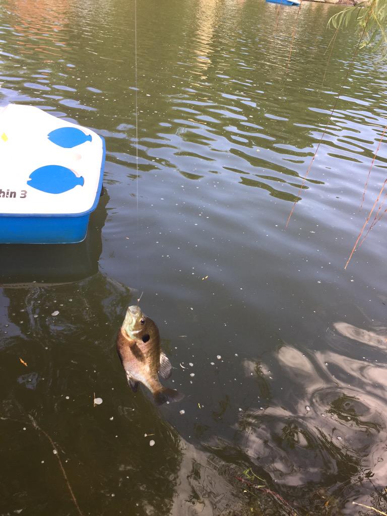 itsgianny1's tweet image. @jaw_dropperr #FishGameStrong