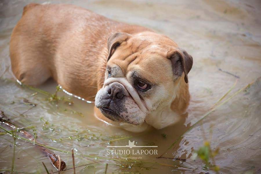 Na regen kwam zonneschijn en toen was het heerlijk plonzen en zonnebaden voor de Laporen op #woofstock #Eindhoven