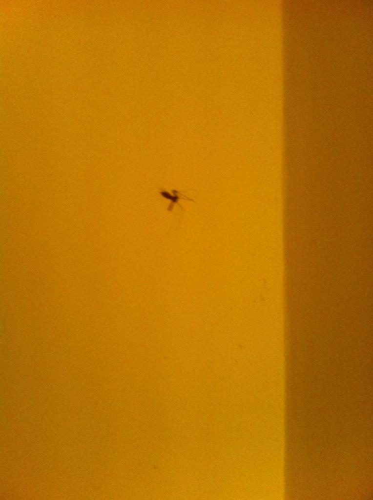 Anna89Francesca's tweet photo. When you're only brave enough to kill it but not clean it, it becomes #modernart #daddylonglegs #livingalone #wimp http://t.co/NgHvS5ozyn