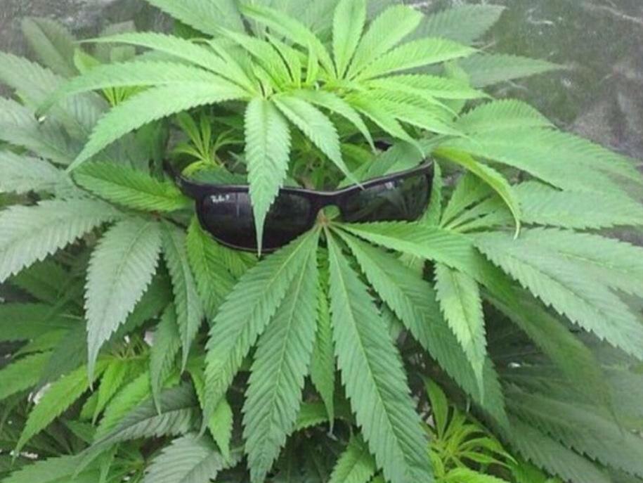 toasted_af's tweet photo. When you just chiefed and you're toasted af in public but you're trying to be lowkey http://t.co/TNTag7Kqd4