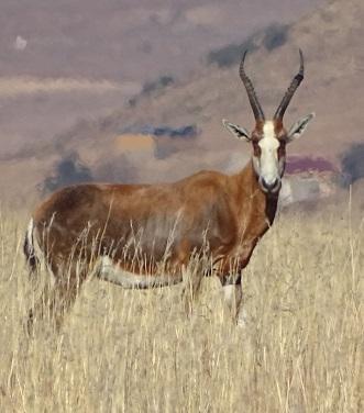 <a href="/AgricultureSA/">Agriculture SA</a> wildgameauctions.co.za/blesbok/3830-w…