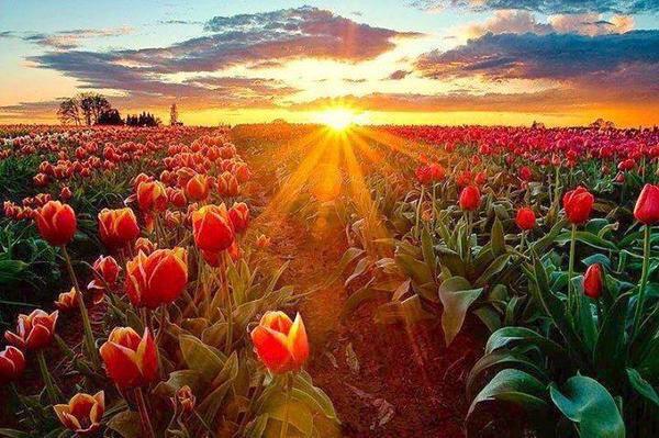 Morning has broken, like the first morning
Blackbird has spoken, like the first bird..

#CatStevens