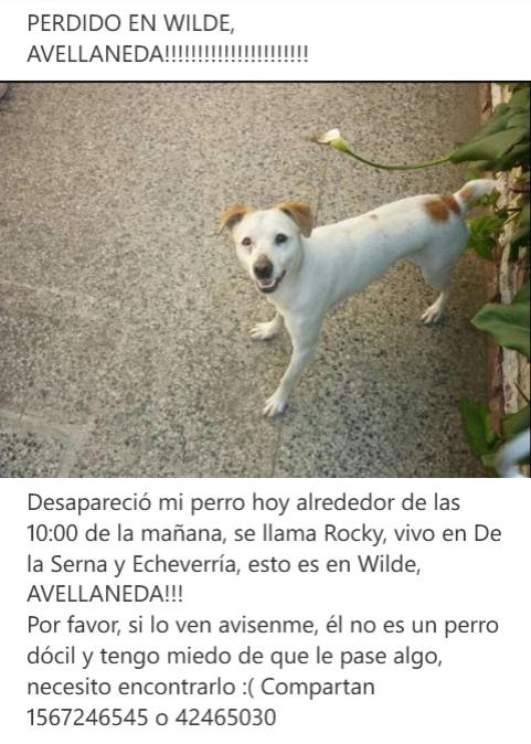 Pérdido en #Wilde. Su familia lo busca. Difundan por favor!! <a href="/evadedomi/">Eva De Dominici</a> <a href="/AyosMonica/">monicaayos</a> <a href="/candetinelli/">Candela</a> <a href="/mica_tinelli/">micaela tinelli</a>