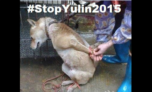 YourFellowAnon's tweet photo. #EndYulinFestival http://t.co/tXAwmb6KMW
Many Storms against #YulinDogMeatFestival
Tweet! Rts don't count #OpFunKill
http://t.co/HV11ElLLzq