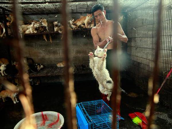 YourFellowAnon's tweet photo. #EndYulinFestival http://t.co/tXAwmb6KMW
Many Storms against #YulinDogMeatFestival
Tweet! Rts don't count #OpFunKill
http://t.co/HV11ElLLzq